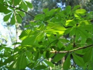 Biodiversity offsetting