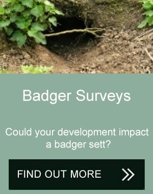 badger surveys