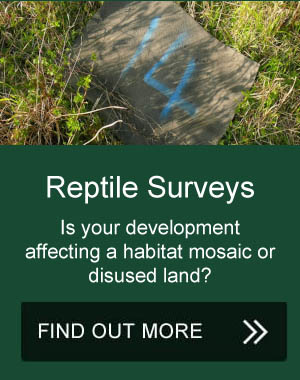 reptile surveys