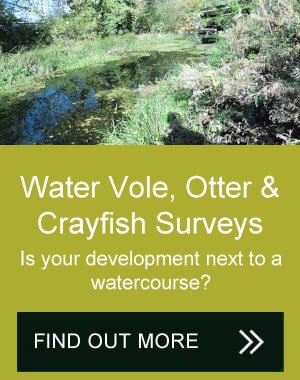 Water vole survey
